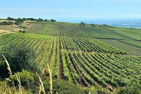 Weinanbau Weinhänge