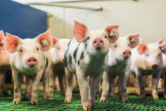 Schweine