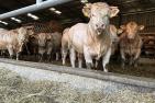 Rinder im Maststall