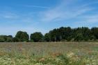 Landschaft