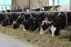 Bauernverband fordert schnelle Entscheidungen bei Milchgipfel