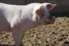 Schwein stehend