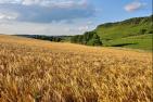 Acker Sommer Landschaft