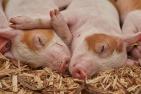 Ferkel Schwein Tierhaltung bio