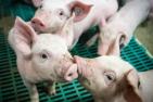 PM: Änderung der Nutztierhaltungsverordnung