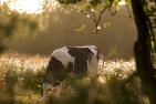 A2_E_cow-2578458_c_8AM_pixabay.jpg