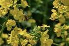 rapeseed-4199601_1920_pixabay-zibik.jpg