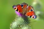 JA_peacock-butterfly-1585850_1920_pixabay-esiul.jpg
