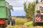 corn-4505774_c_planet_fox_pixabay.jpg