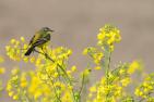 bird-4198001_1920_pixabay-psubraty.jpg