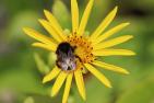 insect-4341598_1920_Silphie_pixabay-AnnetteMeyer.jpg