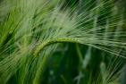 barley-345138_1920_c_wobogre_pixabay.jpg