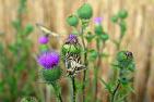 JA_butterfly-3866386_1920_Distel__Schmetterling_pixabay-congerdesign.jpg