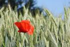 poppy-4261271_1920_pixabay-satynek.jpg