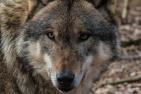 wolf-1239994_1920_pixabay-MRCat.jpg
