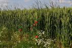 cornfield-4293258_1920_pixabay-Detmold.jpg