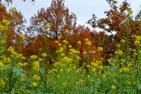 mustard-flowers-3909466_1920_Senf_pixabay-FraukeRiether.jpg