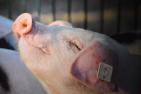 pig-979970_1920_pixabay-conny7760_bea.jpg