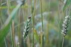 wheat-field-2526671_1920_pixabay-KiraHoffmann.jpg
