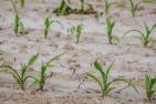 cornfield-4240209_1920_pixabay-Couleur.jpg