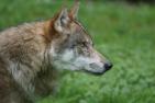 wolf-1682752_1920_pixabay-Marcel_Langthim.jpg