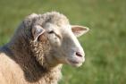 sheep-4673941_c_Ushi_Du_pixabay.jpg