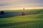 fields-3799279_c_jplenio_pixabay.jpg