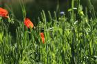 poppy-4277927_1920_pixabay-Annette_Meyer.jpg