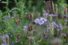 flower-meadow-5429922_c_Caniceus_pixabay.jpg