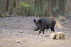 boar-2248412_c_webandi_pixabay.jpg