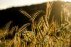 cereals-5399962_c_NickyPe_piabay.jpg
