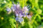 phacelia-1534515_1920_pixabay-JakobStrauss.jpg