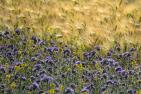 phacelia-5243705_1920_pixabay_Thomas_B.jpg