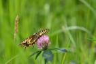 butterfly-5566255_1920_pixabay_jggrz.jpg