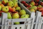 apple-3697538_1920_pixabay-moritz320.jpg