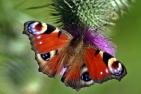 peacock-butterfly-1339982_1920_pixabay_kie-ker.jpg