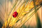 ladybug-4896272_1920_pixabay_Albrecht_Fietz.jpg