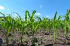 field-4280535_1920_pixabay_Denis_Geier.jpg