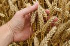 wheat-1530321_c_Pavlofox_pixabay.jpg