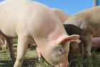 pigs-214350_1920_pixabay-Marion_Streiff_schn.jpg