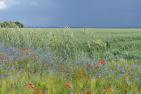 Bluehstreifen_mit_Klatschmohn__Rot-_Inkarnatklee__Zottelwicke__Roggen__Ge....2JPG.JPG