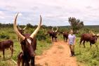 Uganda_cattle_Quelle_privat.jpg