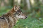 AdobeStock_241578899_Zukunft_von_Wolf_und_Wiedetierhaltung.jpg