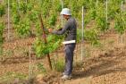 seasonal-worker-785469_1920_pixabay_Ben_Kerckx.jpg