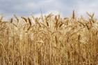 wheat-field-2526669_1920_pixabay_Kira_Hoffmann.jpg
