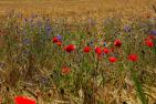 edge-of-field-5350205_1920_pixabay_Hans_Linde.jpg