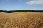 05.07.2016_Ernte-PK_Auftakt_Quelle_DBV__24_.JPG