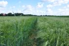 CGraeschke_Weizen_TdoH2016_DSC_1767.JPG