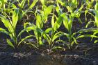 corn-1841271_1920_pixabay_Pexels.jpg