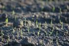 arable-2297955_1920_pixabay-birthegodt.jpg